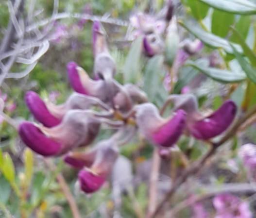 Virgilia oroboides buds